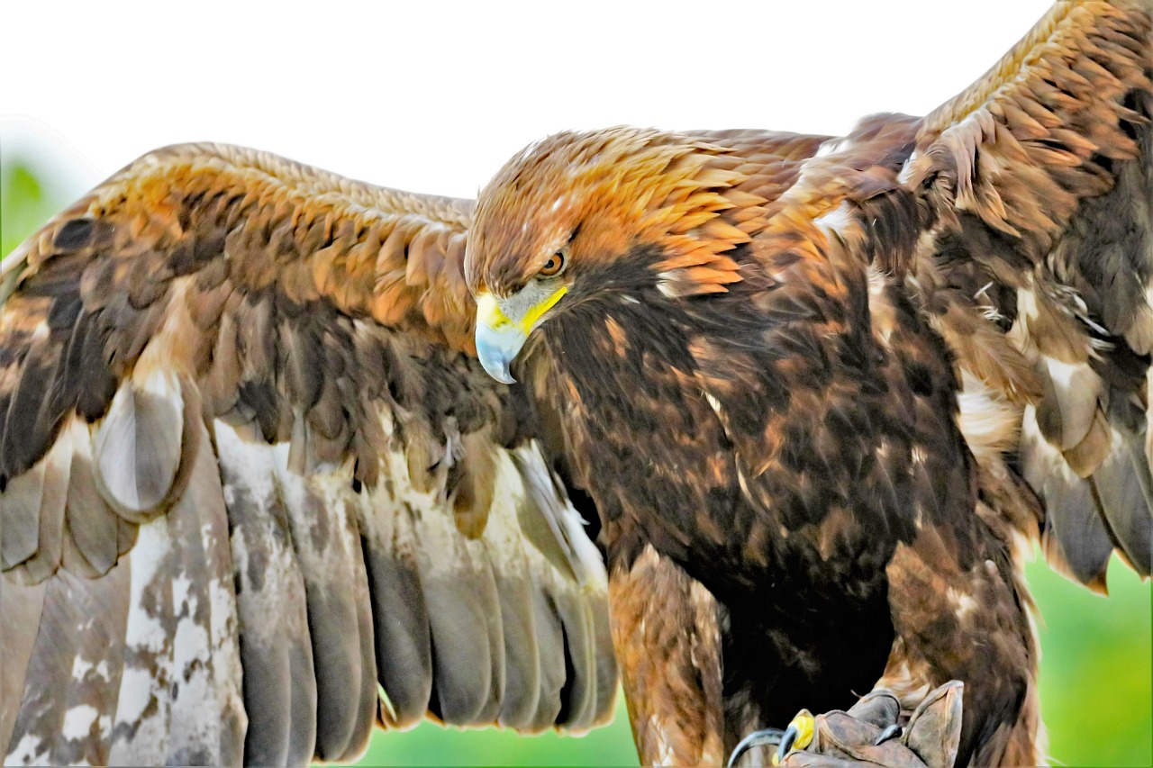 The Majestic Golden Eagles of Marquette: Observing Nature’s Majesty