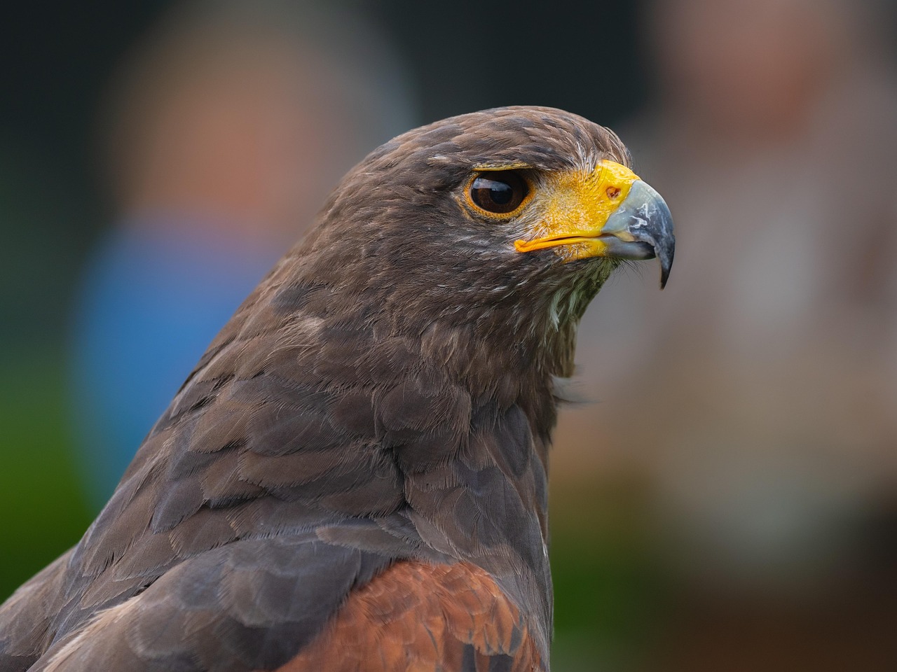 Golden Eagles in Illinois: A Majestic History and Latest Sightings