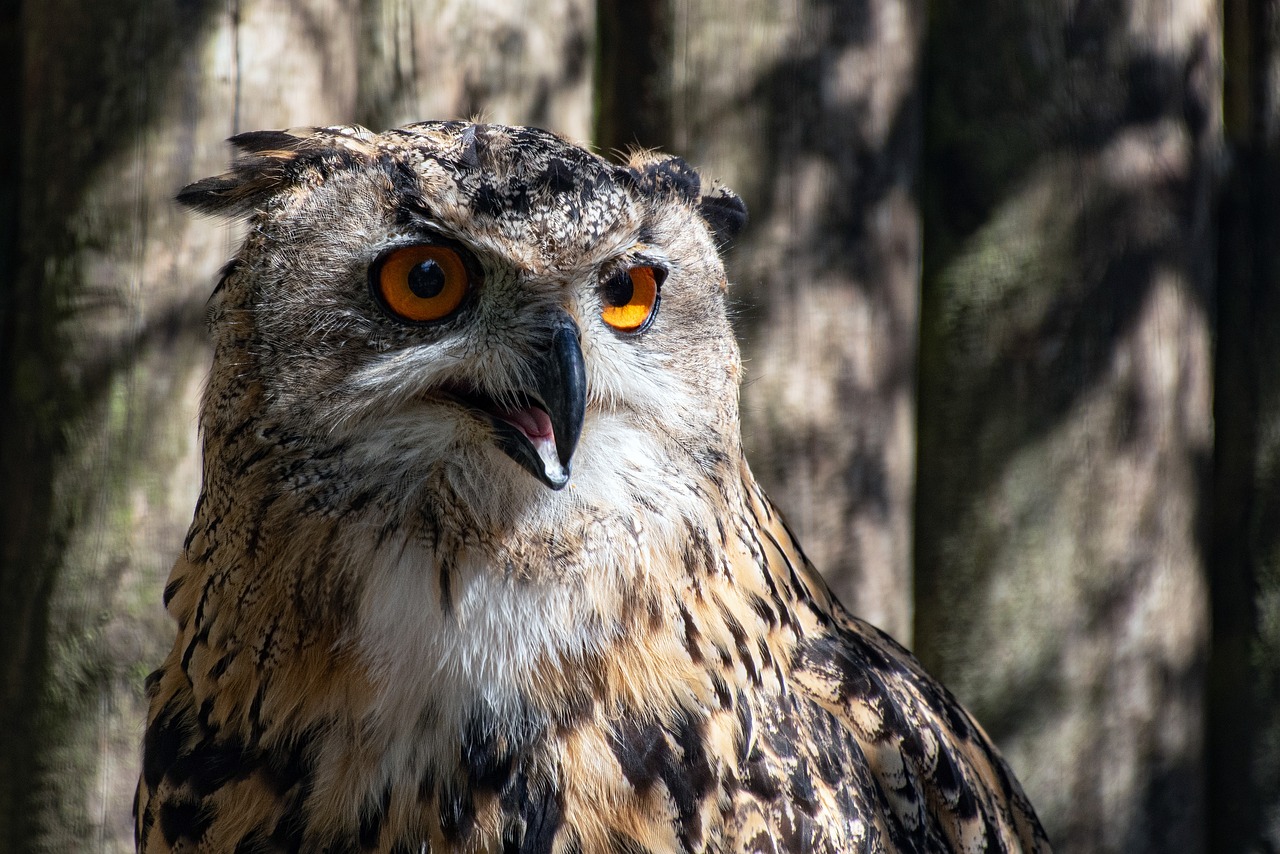 Everything You Need to Know About the Flaco Eurasian Eagle Owl