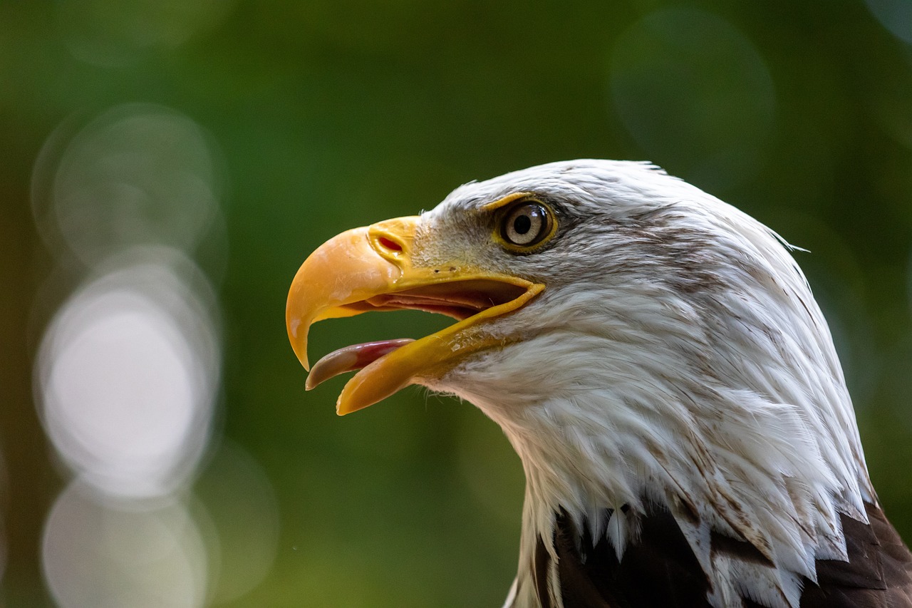 Discover the Majesty of the Golden Eagle: Facts and Fascination