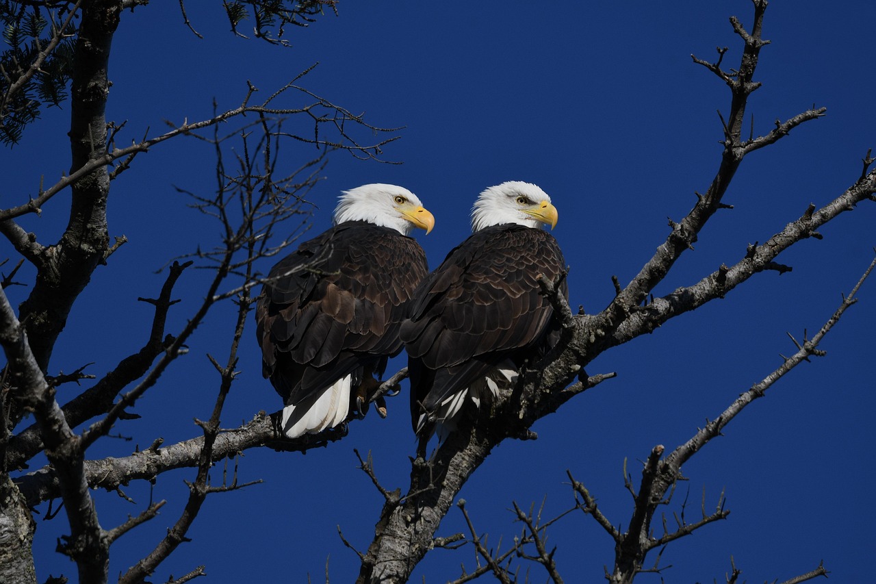 The Majestic Bald Eagle: Nature's Icon of Freedom