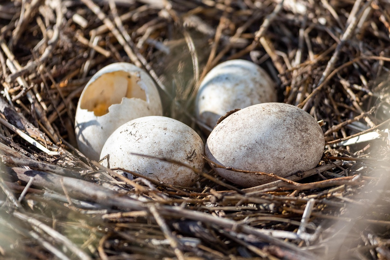 Discover Berchtesgaden Eagles Nest: A Historical and Natural Gem