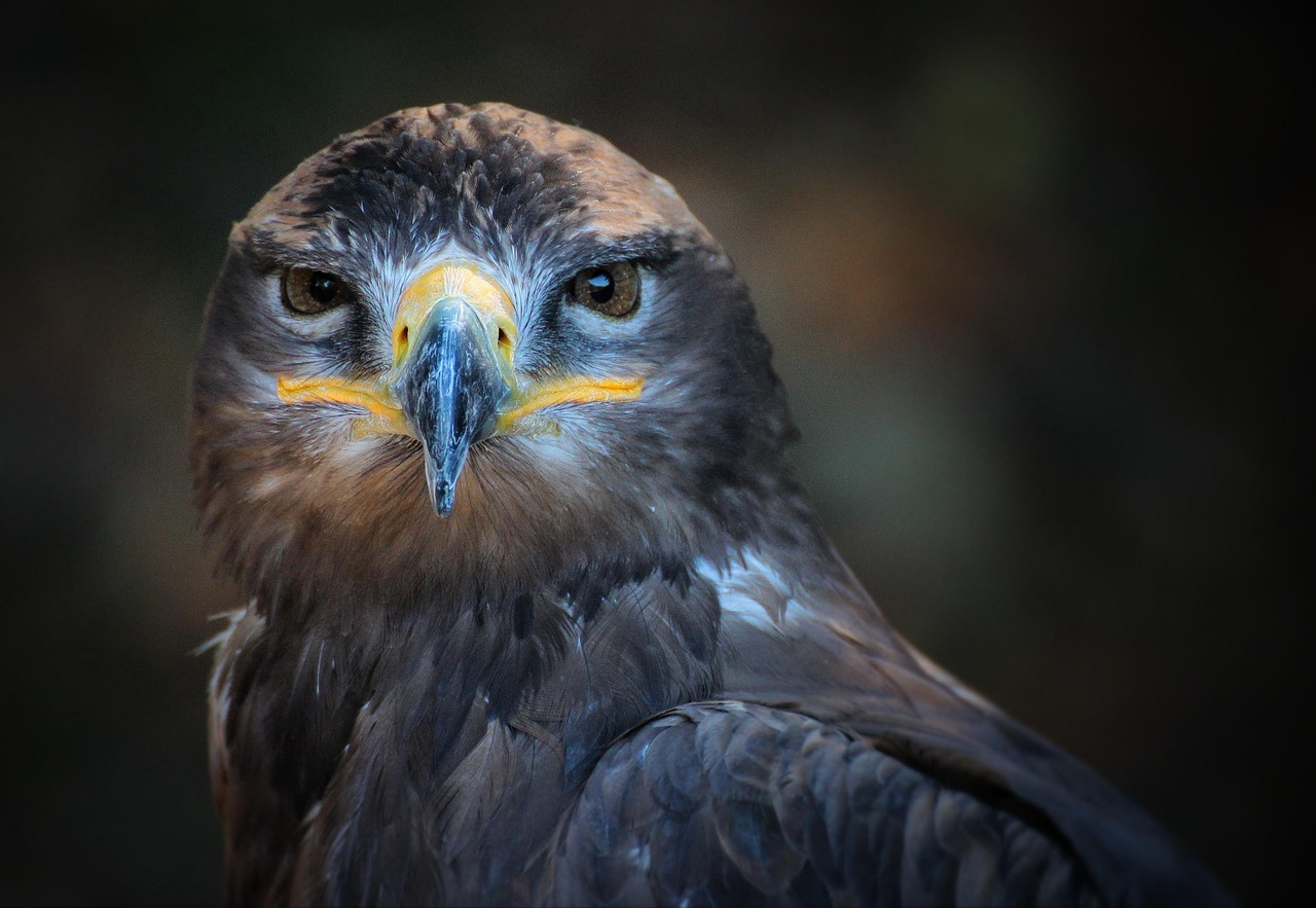 Golden Eagle Predators: Understanding Their Natural Threats