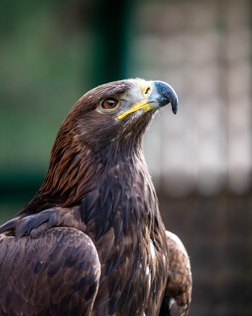 Discover the Refreshing Iced Golden Eagle: A Unique Beverage Experience