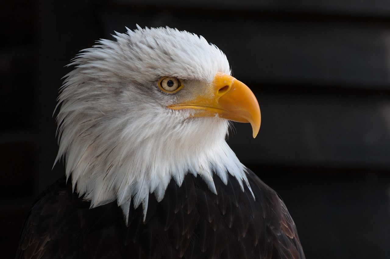 The Fascinating World of the Amercan Eagle: Symbol of Freedom