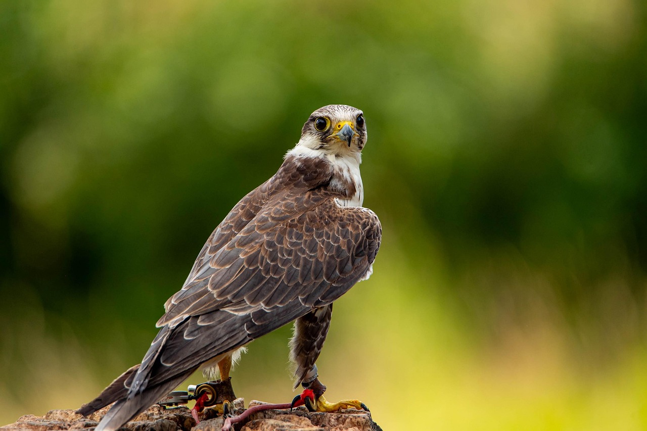 Eagles vs Falcons: Discover the Strengths of Two Majestic Birds