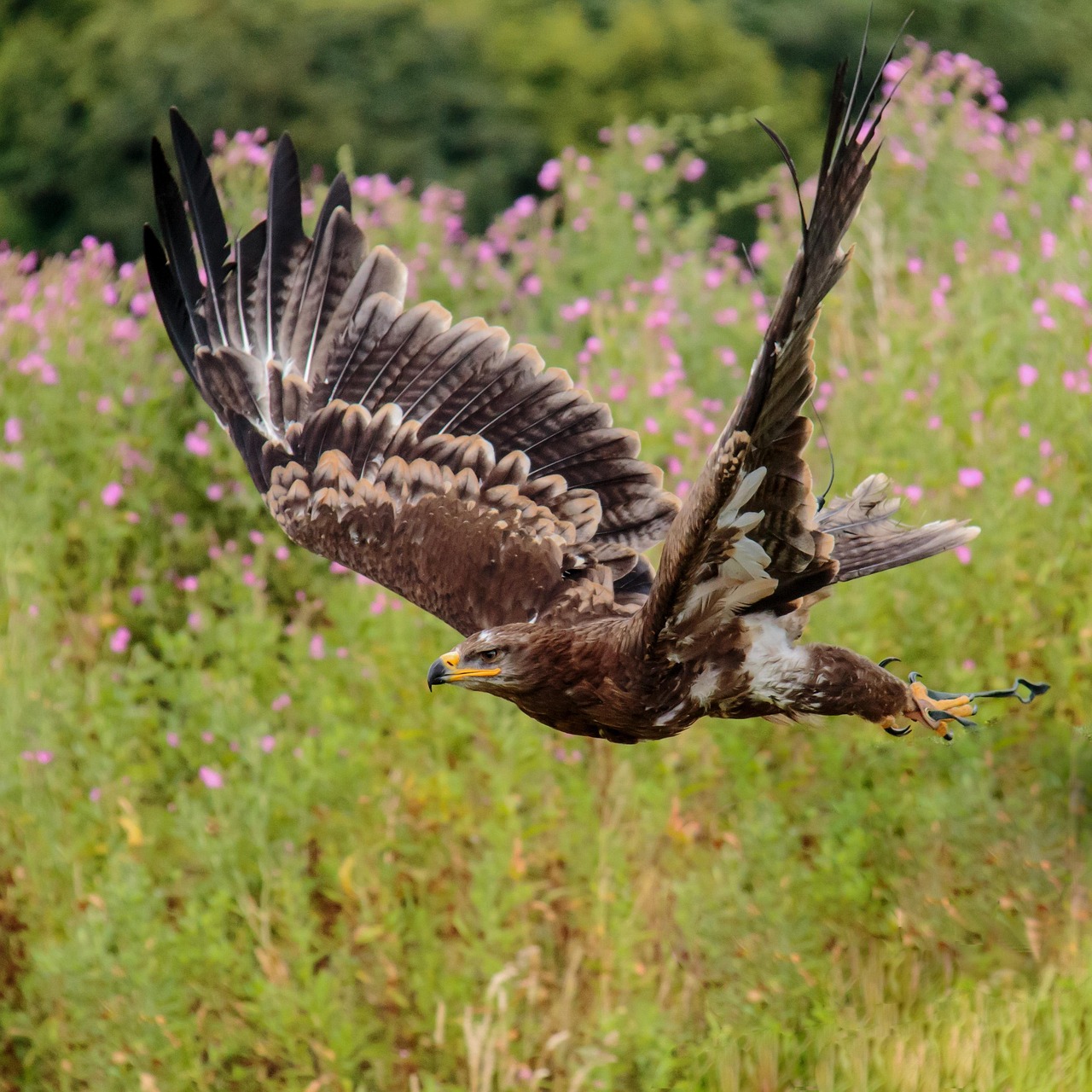 Hawk or Eagle: Understanding the Majestic Birds of Prey