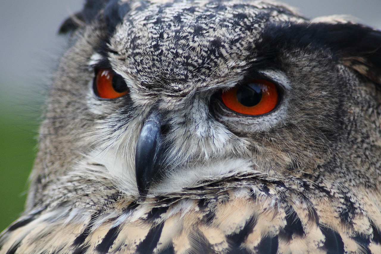 Great Horned Owl vs Eurasian Eagle Owl: A Comprehensive Comparison