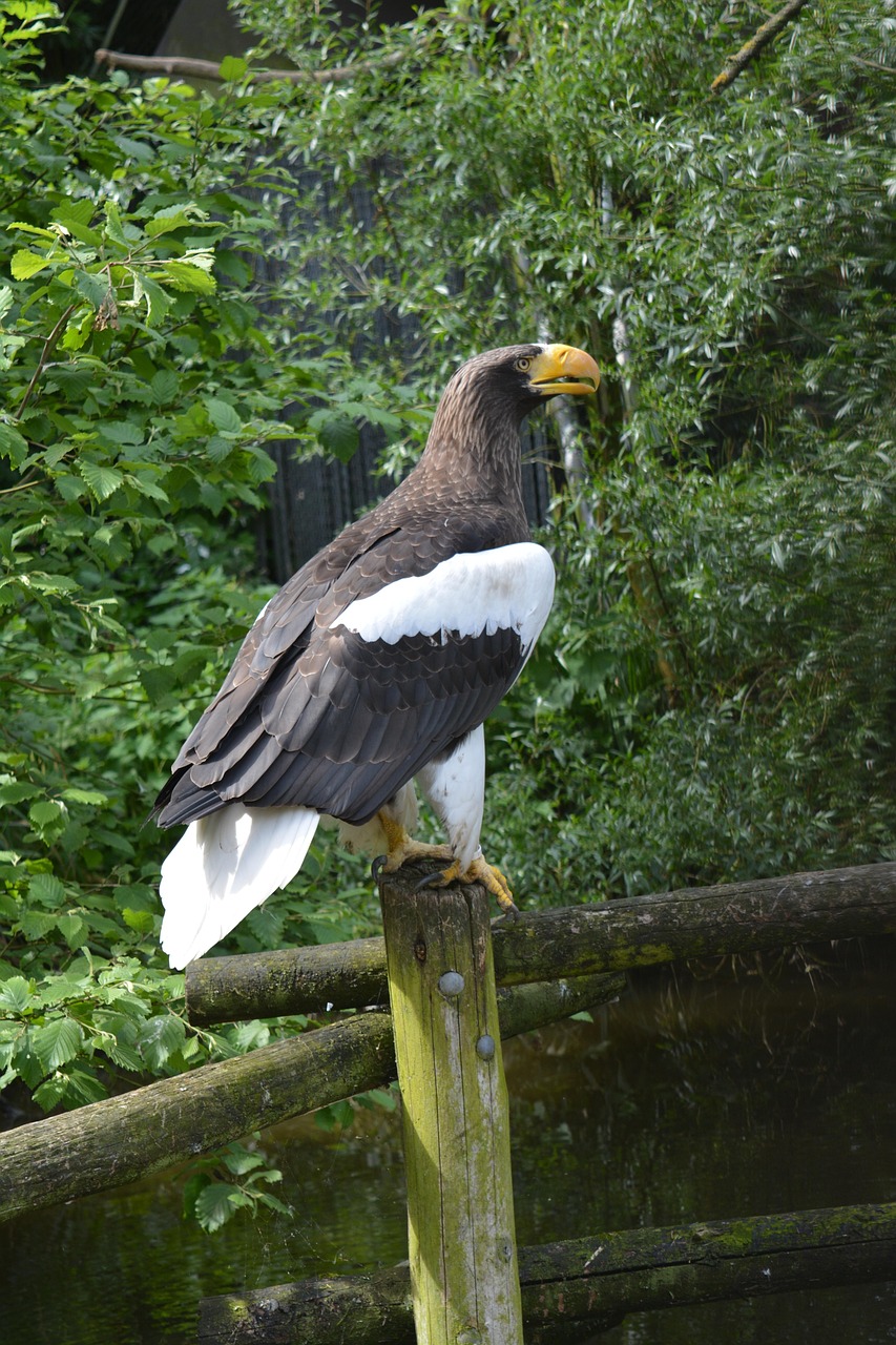 Steller's Sea Eagle: The Majestic Majesties of the Avian World