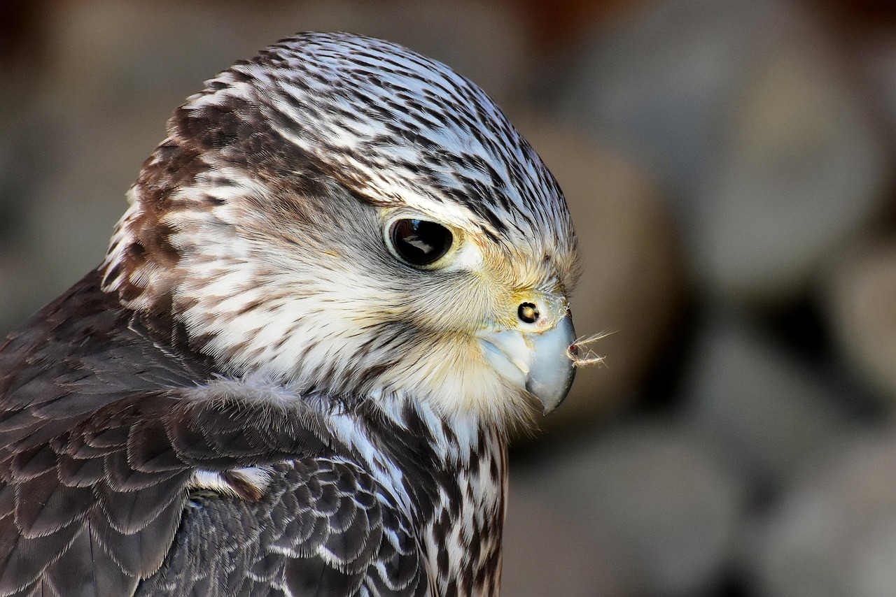 Falcons vs Eagles: The Ultimate Comparison of Two Majestic Birds