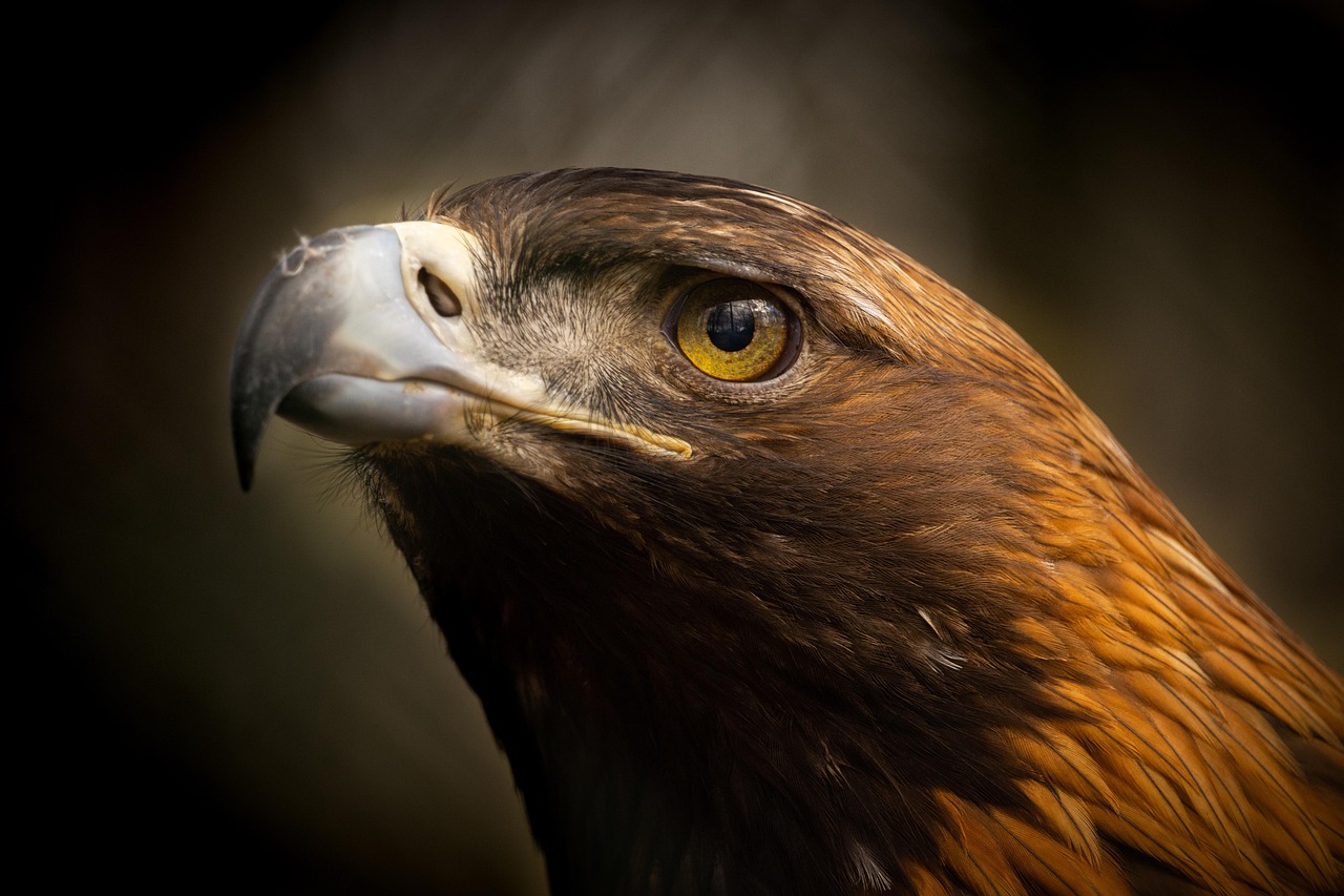 Discover the Golden Eagle Spiritual Meaning for Personal Growth