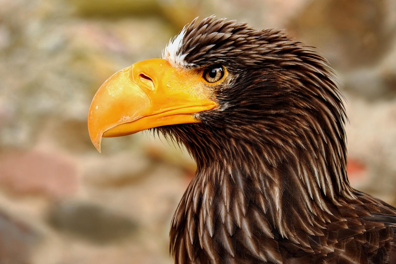 The Eagle Eye: Nature's Keen Observer