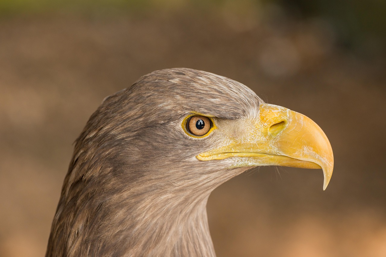 The Fascinating History of Eagles: Symbols of Power and Grace