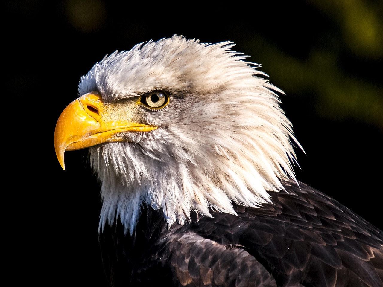 How Many of the Eagles are Still Alive? Discover the Current Status