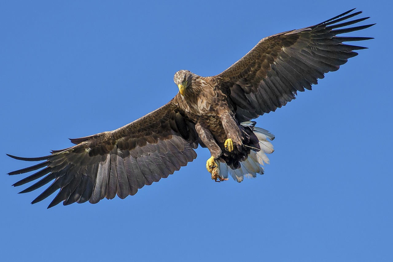 Discover the Majestic Eagle Bird: A Symbol of Strength and Freedom