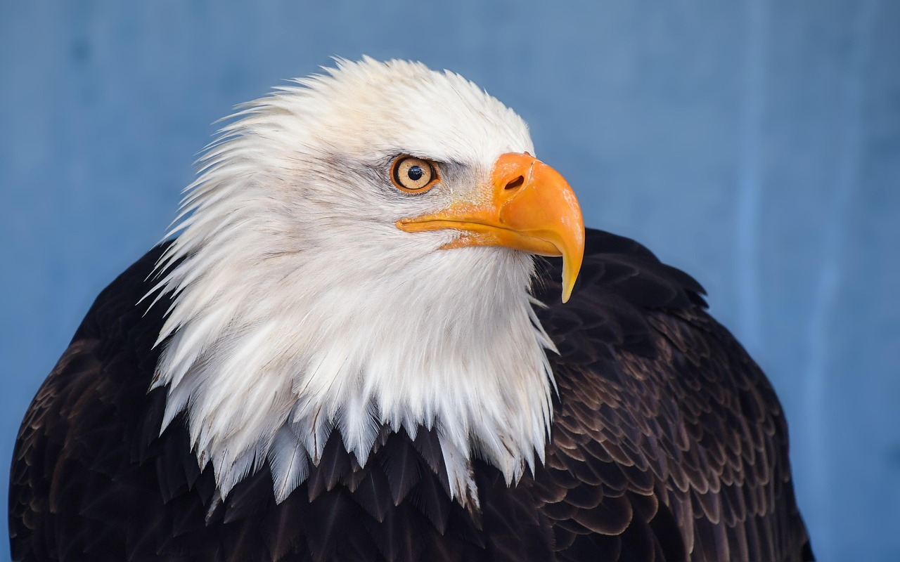 All About Eagles: Nature's Majestic Birds