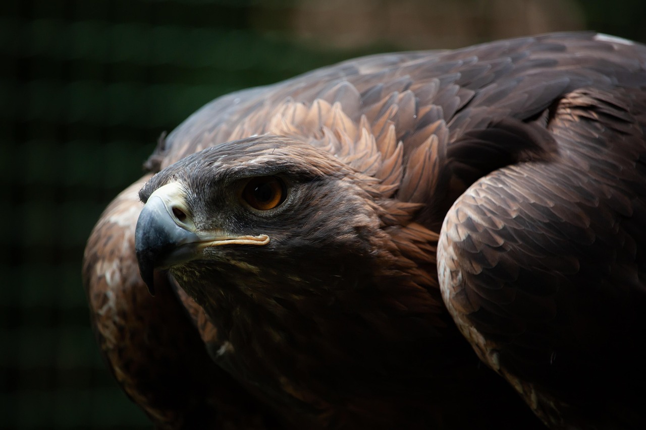 Golden Eagles: Majestic Birds of Prey You Need to Know About