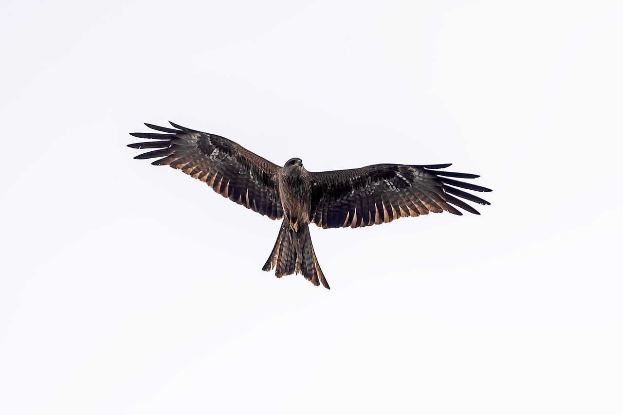 Discovering Golden Eagles in Maine: Majestic Birds of Prey