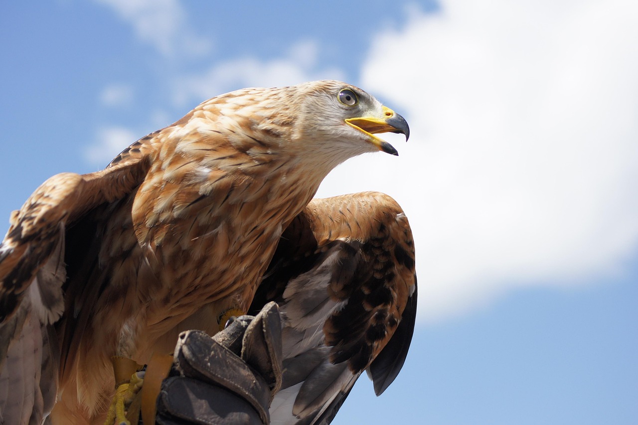 Discover Golden Eagles in Michigan: Majestic Birds of Prey