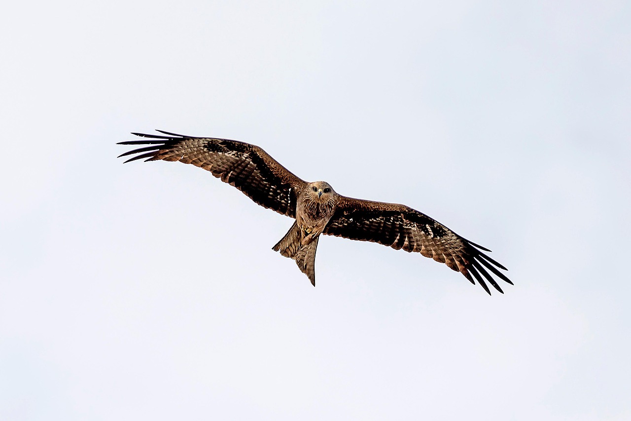 Discover the Fascinating World of Golden Eagles in Texas