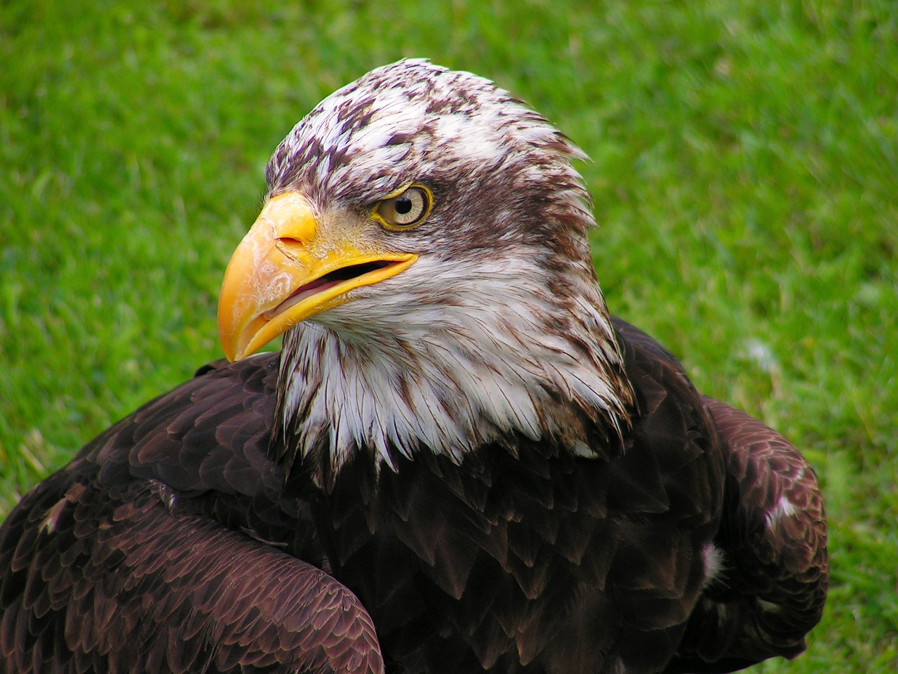 Discover the Majestic American Bald Eagle: Facts, Habitat, and Conservation