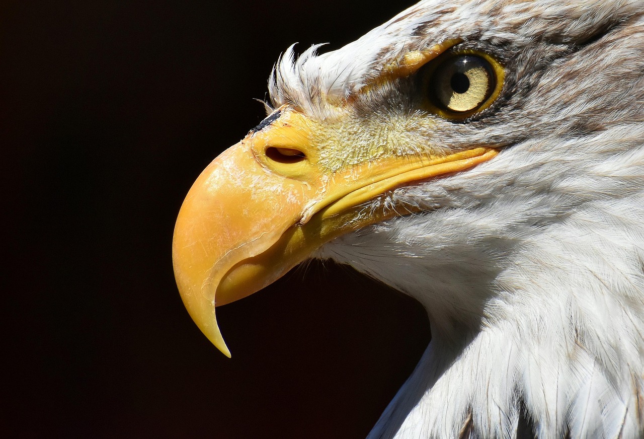 How Long Does It Take Bald Eagle Eggs to Hatch? A Deep Dive