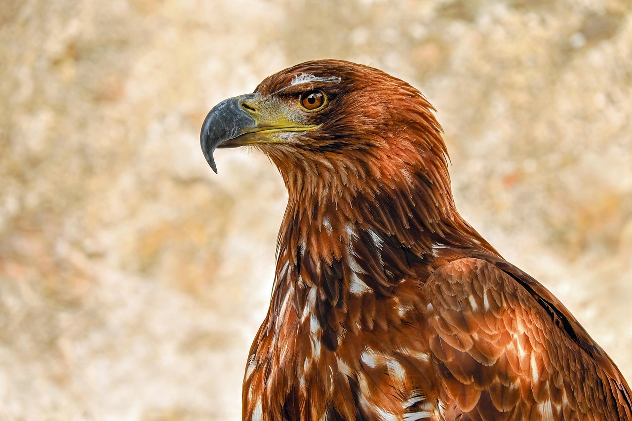 Unlocking the Secrets of Eagle Eyes: Nature’s Amazing Vision