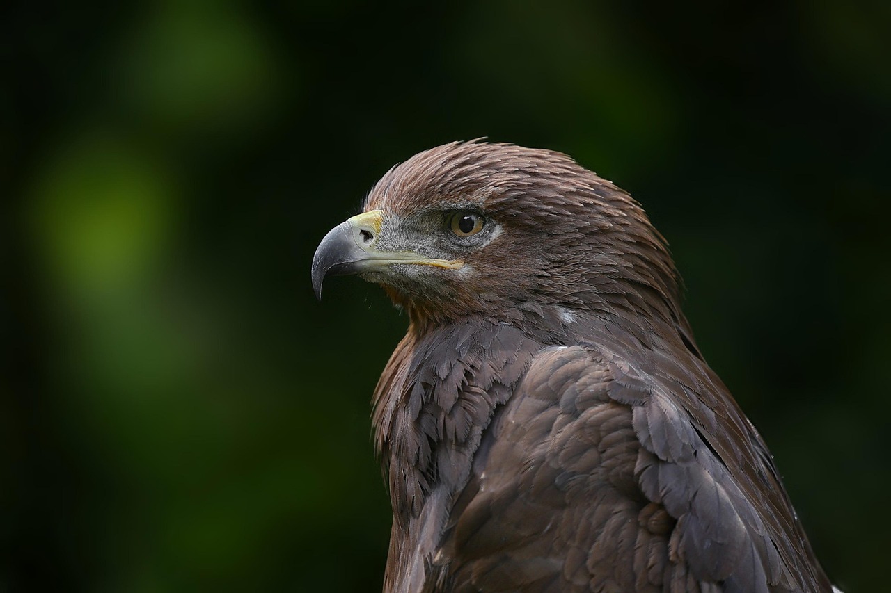 Experience the Big Bear Bald Eagle Cam: A Window into Nature