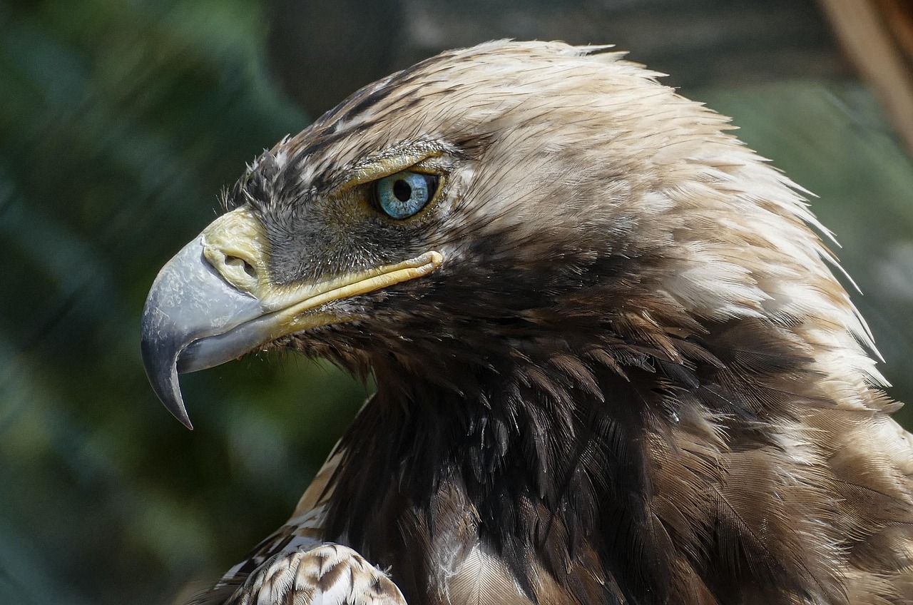 Eagles vs Ravens: A Deep Dive into Two Majestic Birds