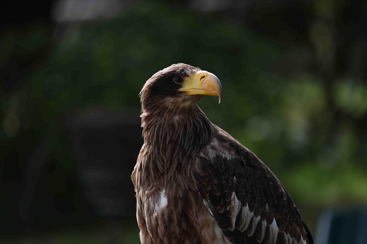 Experience the Magic of Dutch Bros Golden Eagle