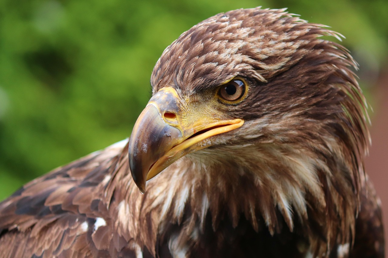 Exploring Golden Eagle Symbolism: Significance Across Cultures