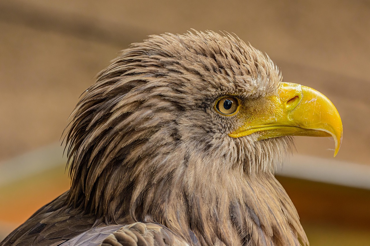 The Biggest Eagle: Nature's Majesty in the Skies