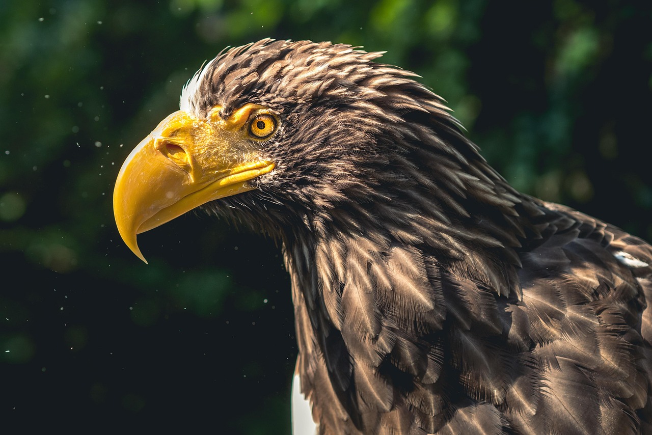 Unleashing the Power of the Head Eagle Logo in Branding