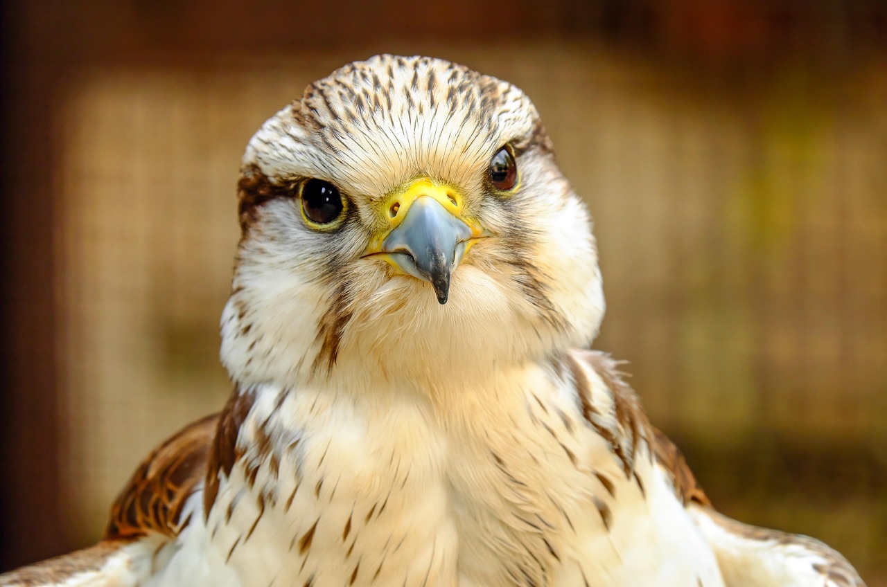 Eagles Falcons: Understanding the Majestic Birds of Prey