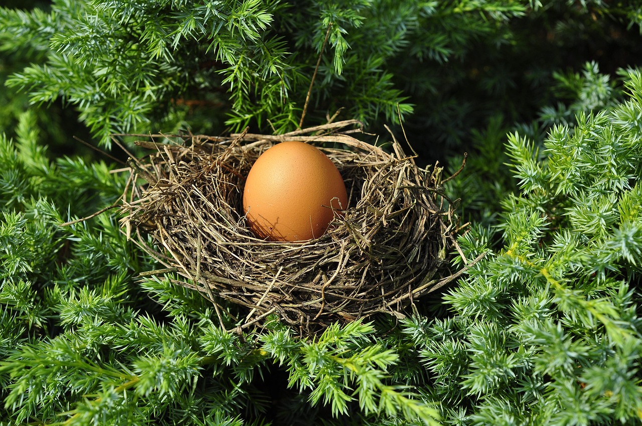 The Eagle's Nest: A Comprehensive Guide to Nature's Majestic Perch