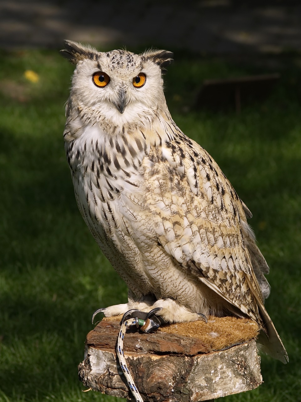 Eurasian Eagle Owl Flaco: A Majestic Marvel of the Night