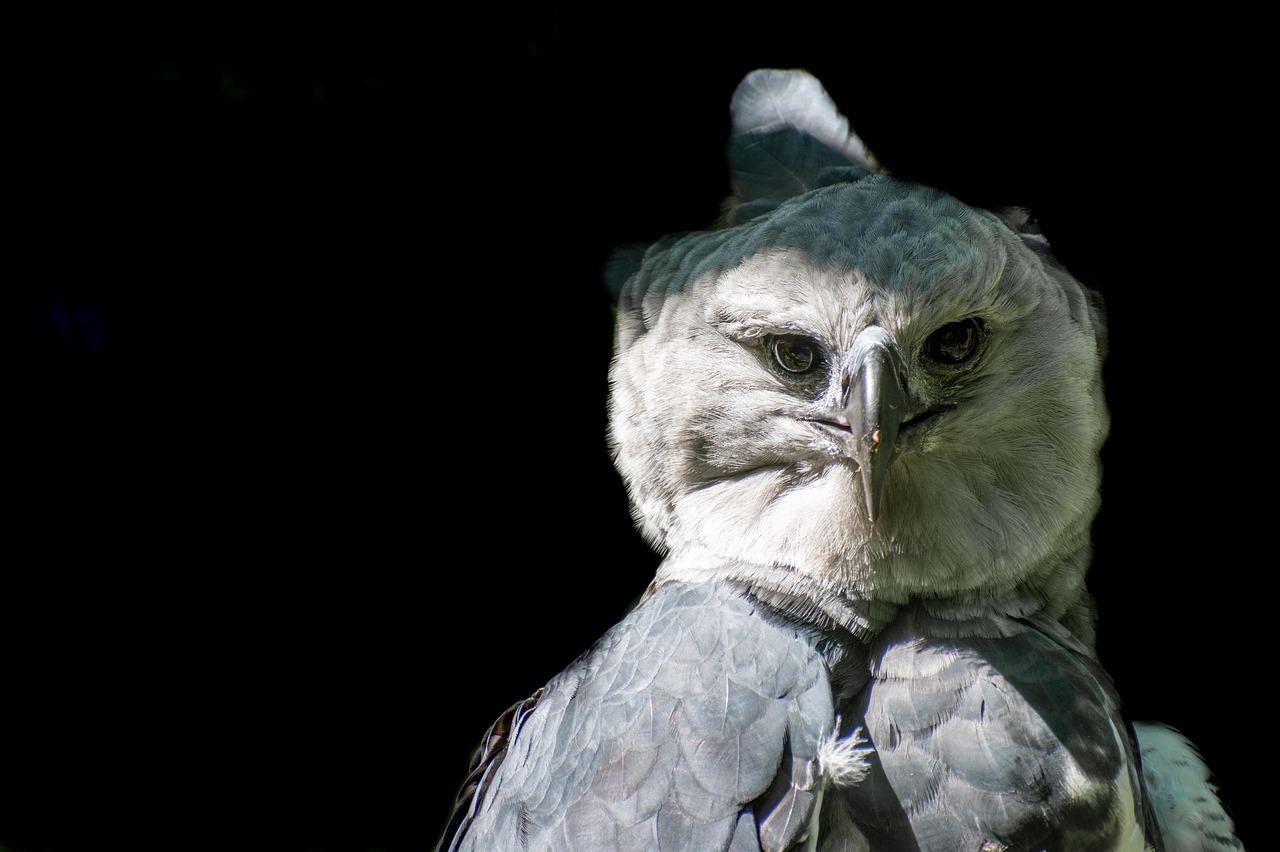 The Majestic Harpy Eagle with Prey: Nature's Superior Hunter