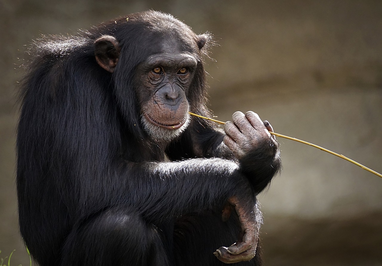 Unveiling the Rare Phenomenon: Monkey Eating Eagle