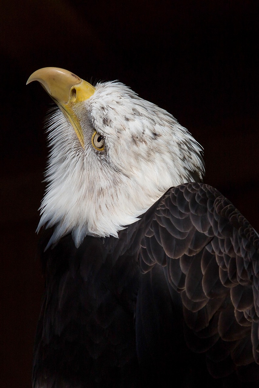 Exploring the Fascinating Phenomenon of Hole in World Eagles