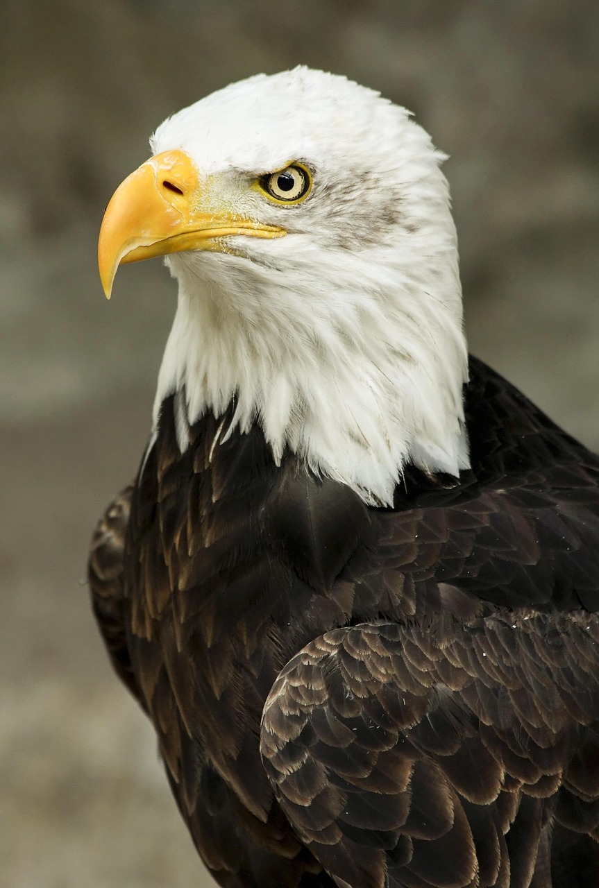 Experience Nature Up Close: The Ultimate Bald Eagle Cam