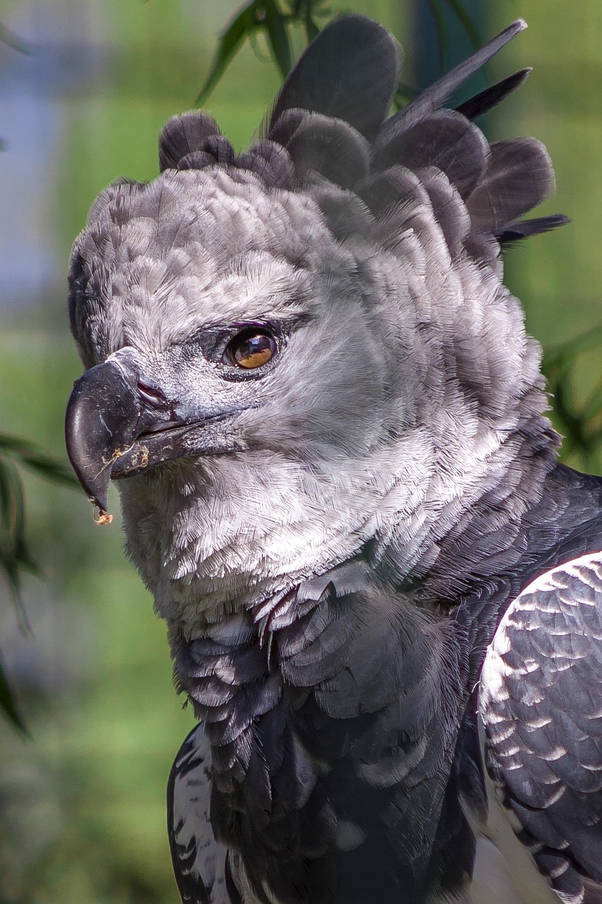 Discovering the Majestic Harpy Eagle: Nature's Apex Predator