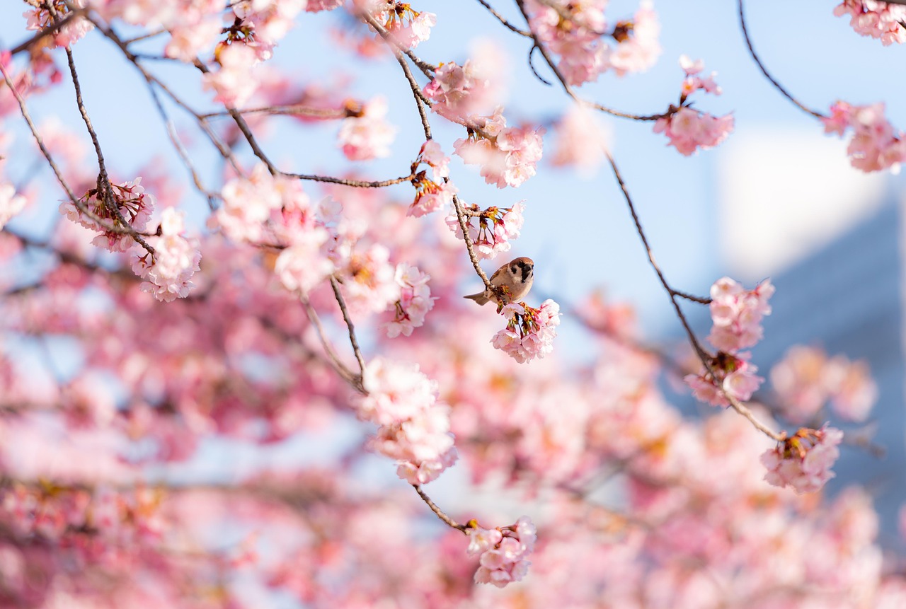 Explore the Enchanting Minecraft Cherry Blossom Village