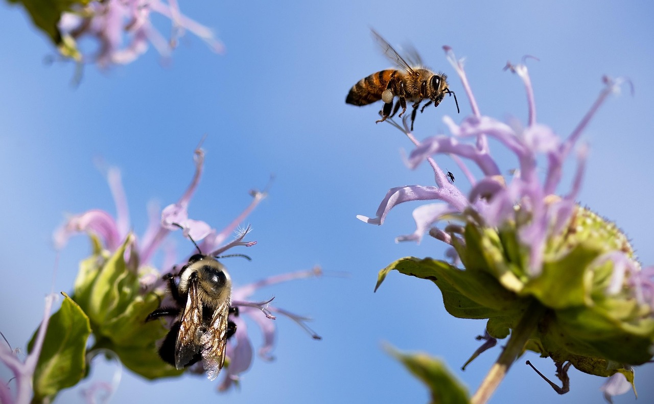 Minecraft Bees Village: Create Your Buzzing Community