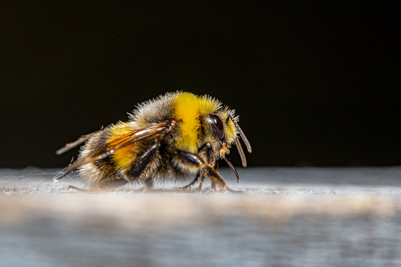 Minecraft Bee Plushie: The Perfect Cuddly Companion for Fans