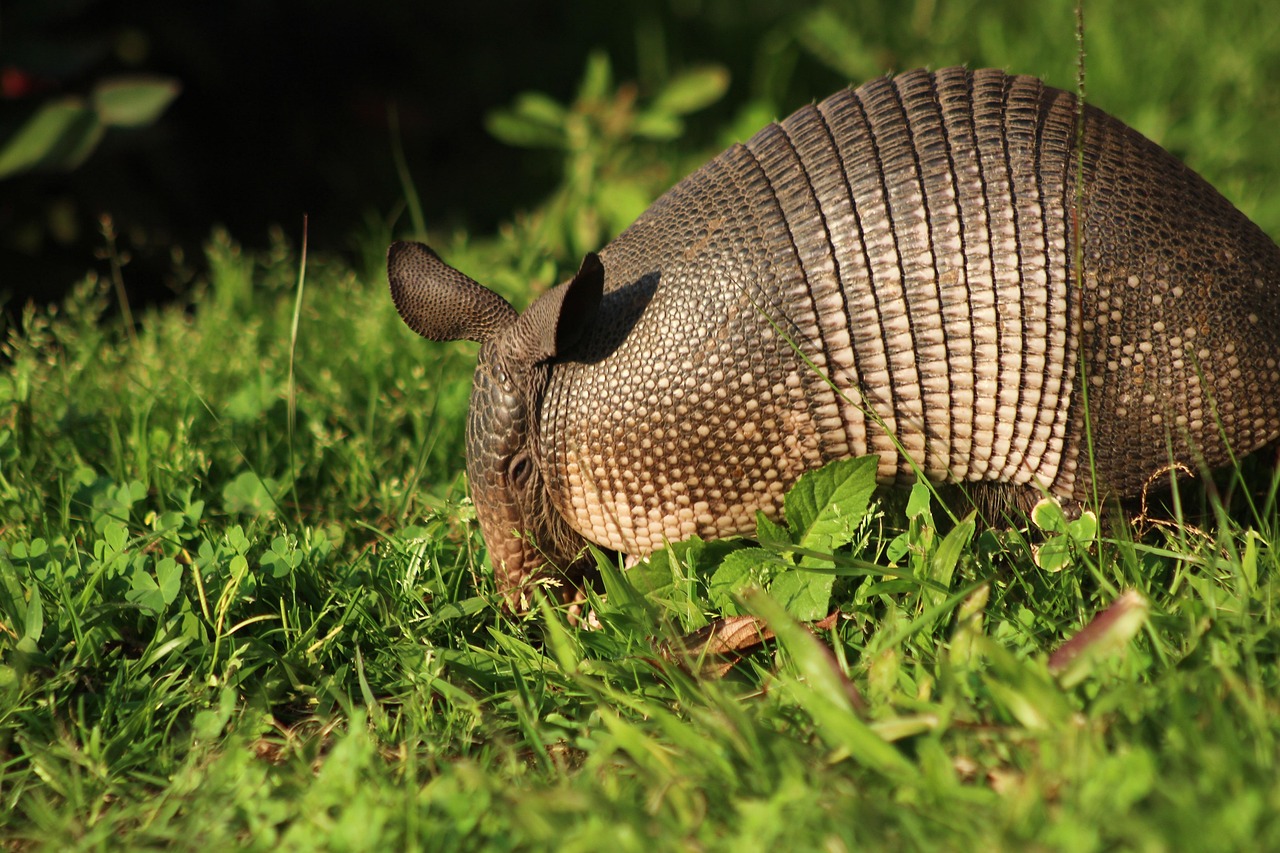 Discover the Fascinating World of Armadillo Minecraft!