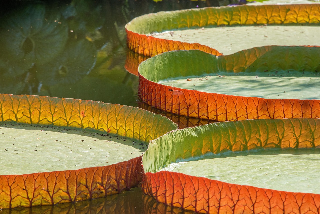 Discover the Magic of Lily Pads in Minecraft