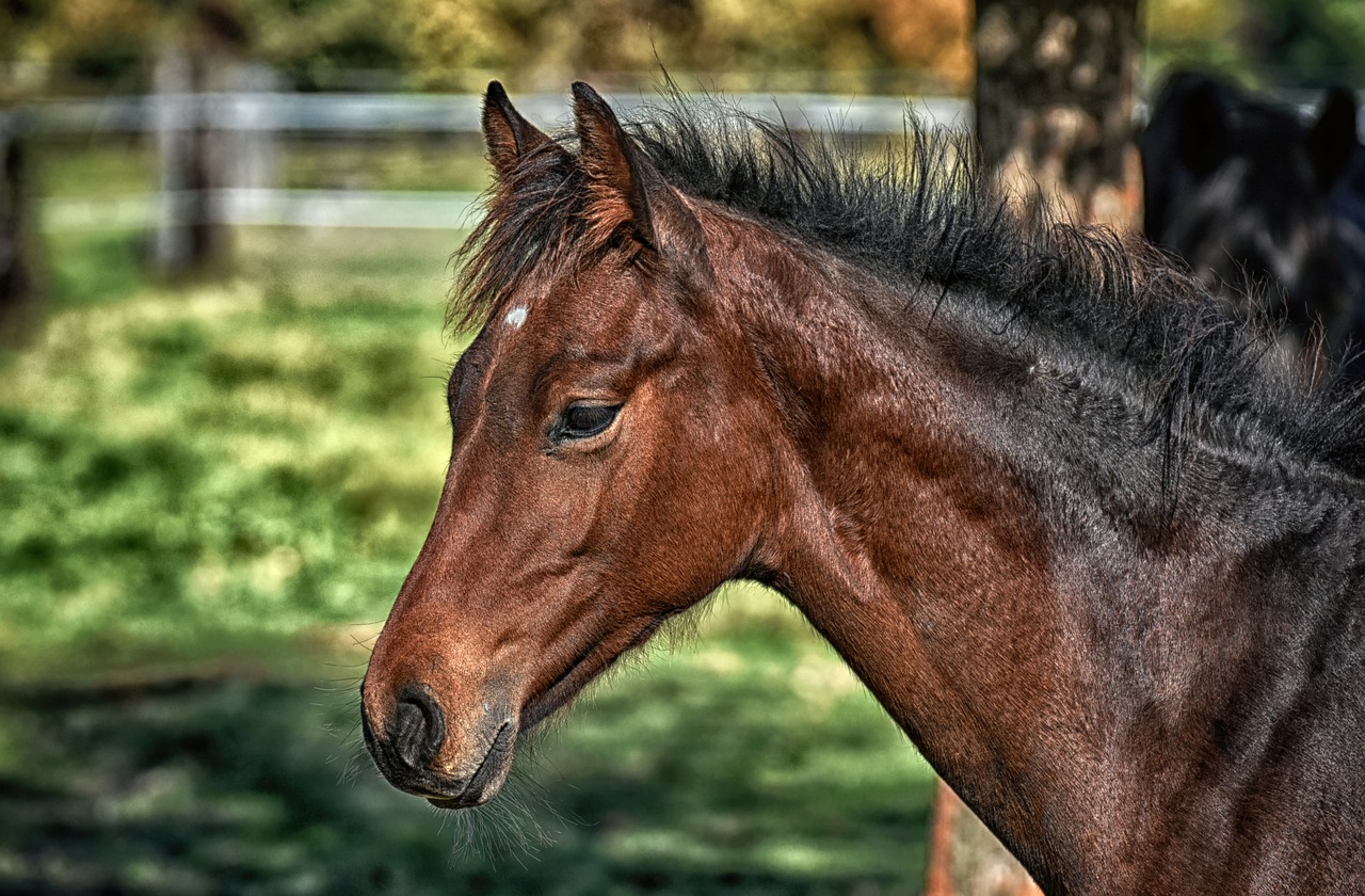 How to Breed Horses in Minecraft: A Complete Guide