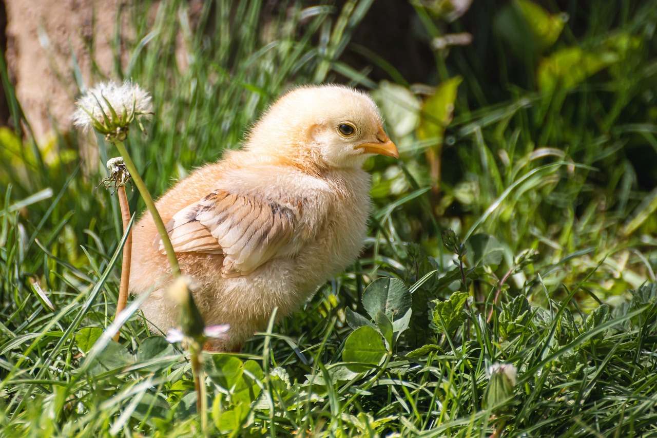 Everything You Need to Know About Minecraft Chicken