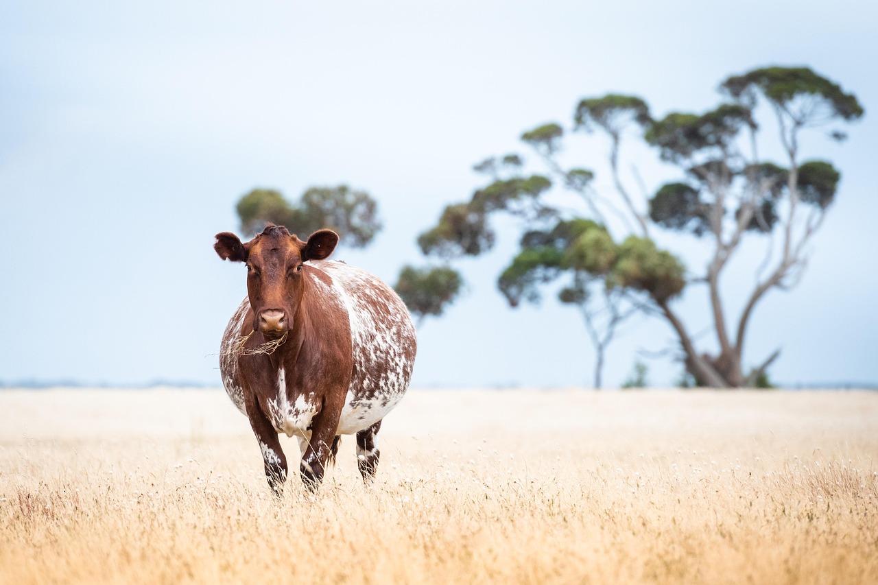 How to Tame Cows in Minecraft: A Comprehensive Guide