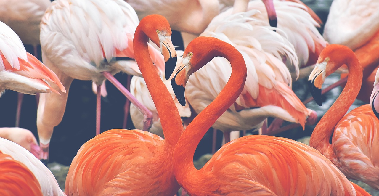 What is Flamingos Roblox Username? Learn More About This Popular Player!